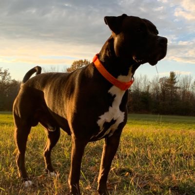 I’m a Bluenose Pitbull/Rottweiler, born 05/04/2017. Join us on our daily adventures, follow us for our lasted update! Join our family on our other socials. 👇👇