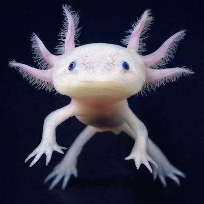 kouki09222222's profile picture. 木島