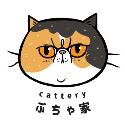 ぶちゃ家 おじさまと猫のふくまるちゃんがうちのパンナに似てる と家族に指摘されて よくよく見てみたら たしかに似てる気がします おじさまと猫 ふくまる エキゾチックショートヘア