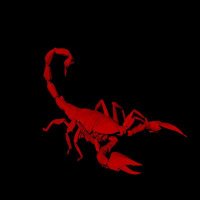 AZ Red Scorpion(@azredscorpion) 's Twitter Profile Photo