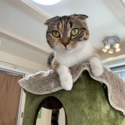 NPxNs5LqWhIVN5y's profile picture. 猫を飼うことにしました。初めてのことで知らないことばかりなので、いろんな猫飼いさんをフォローさせてもらって勉強させてもらいますので、無言フォローお許しください。2018年6月生まれのスコティッシュフォールド♀のまるこです。寂しがりやなのに甘えてこないツンデレ娘です。