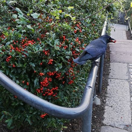 makalalikali's profile picture. Let go де.