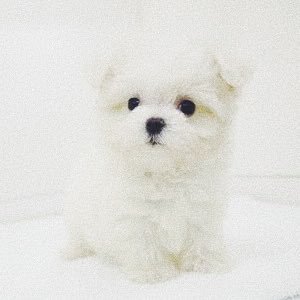 gohanwa_okaz's profile picture. 白いものは大体 ：@mqnq_k