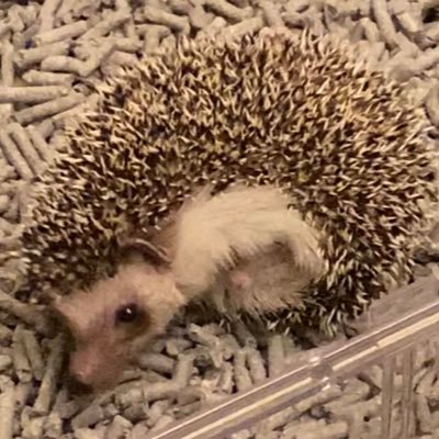 まさし 我が家の白メダカ 覗いた時は必ず水面にいる食いしん坊 多分こうやってご飯をずっと待ってるんだと思う メダカ めだか 改良メダカ ビオトープ メダカ水槽 メダカのいる暮らし ご飯 T Co Mahoc2rf6m まさし 我が家の白メダカ 覗いた時は必ず水面にいる食いしん坊 多分こうやってご飯をずっと待ってるんだと思う メダカ めだか 改良メダカ ビオトープ メダカ水槽 メダカのいる暮らし ご飯 T Co Mahoc2rf6m