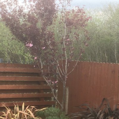 bunnies_9's profile picture. 