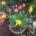 Dee Mitford 🌼🌱🍄🦔 (@dmitford1) Twitter profile photo Dee Mitford 🌼🌱🍄🦔 (@dmitford1) Twitter profile photo