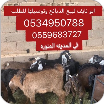 لبيع الذبائح وتوصيلها خدمه مضمونه وسريعة بأسعار معقوله للطلب والتواصل 0534950788 & 0559683727