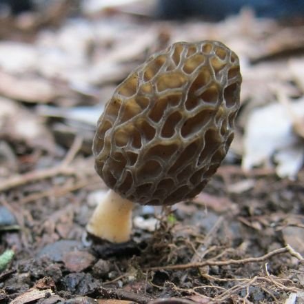 YusukeMigitera1's profile picture. 摂取したものリスト