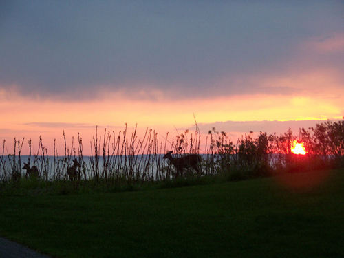 orbsjp's profile picture. I don't have anything for you