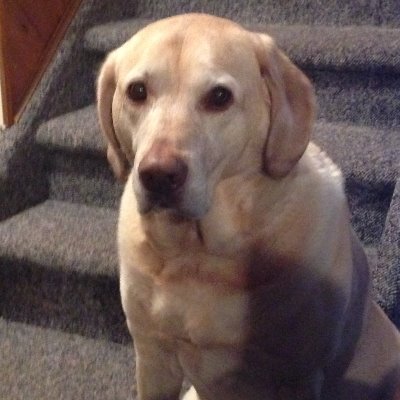 BurtchLynda's profile picture. musician