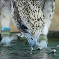 االعضــــــــــيد 🇸🇦 (@alsum1400) 's Twitter Profile Photo