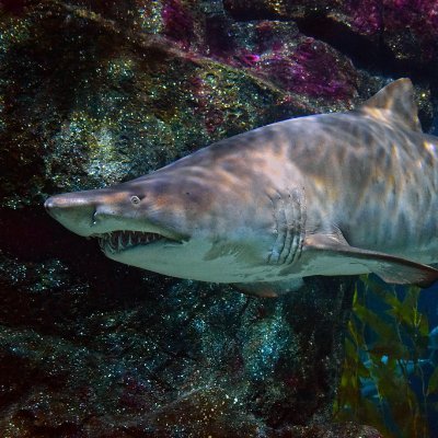 tanvirIShere's profile picture. Applied Statistician turned Banker