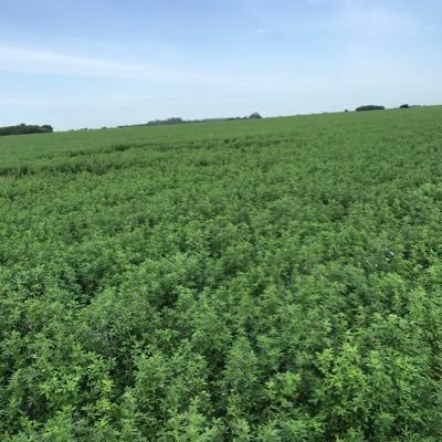 AlfalfArrecifes's profile picture. Super Alfalfa