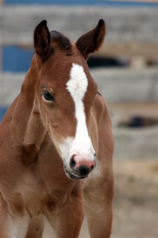 2Willows is a partnership created by two horseman with a passion for the best life can give. Horses, sport, photography, family, blogging. We love it all.