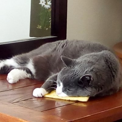 hahumiaomiao's profile picture. Film scholar who works like a cat