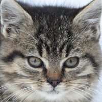 暗月の猫 (@angetsu_no_neko) 's Twitter Profile Photo 暗月の猫 (@angetsu_no_neko) 's Twitter Profile Photo
