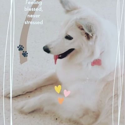 cristojones29's profile picture. 