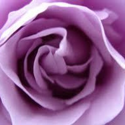 紫薔薇 Pinax5 Twitter