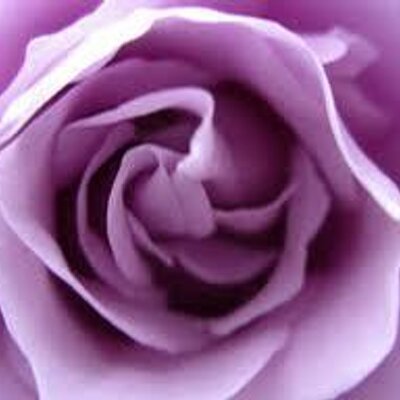紫薔薇 Pinax5 Twitter 紫薔薇 Pinax5 Twitter