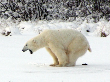 I am a bear constantly dealing with diarrhea. These are my stories.