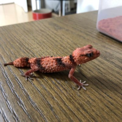 Miyamofootball's profile picture. 爬虫類アカです。leopard.nephrurus 爬虫類好きと繋がりたい。 無言フォロー失礼致します。取扱業 レオパ3オビ2オニ2猫1匹🐈