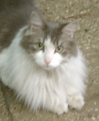 I'm a cat. I'm big and furry. I roam the halls.