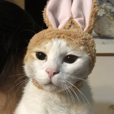 台湾在住webライター/中文OK/日台夫婦🇹🇼🇯🇵 激やさ男の台湾人ターザンに甘やかされながら、台中で暮らしています。 ブログはここ👇
