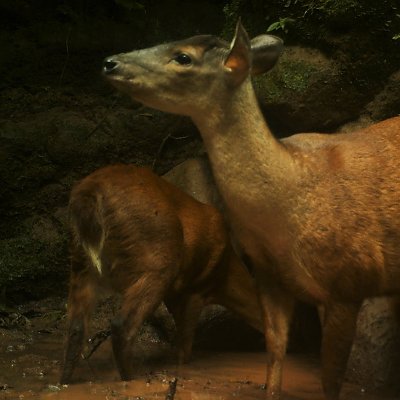 cameratrapsperu Profile Picture