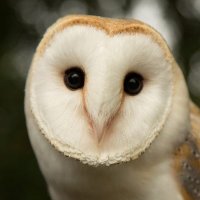 Barn Owl_仓鸮 (@ups_scale) 's Twitter Profile