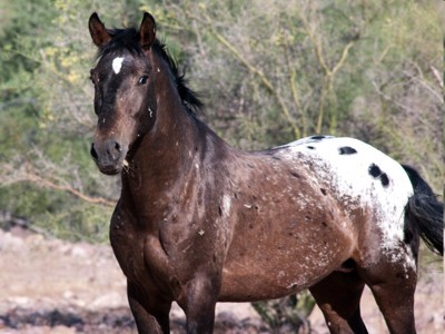 Here you can find news and stories from Wild Horses and Wild Horse Organisations – worldwide!
http://t.co/jREyynbJSS and
http://t.co/MBSvERQb7x