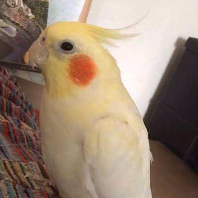 （東京武蔵野市）2020年4月9日から行方不明になっている黄色いオカメインコ（♀）（ぷぷ、ぷーちゃんの呼びかけに反応します。）を探しています。武蔵野市、杉並区内を軸に些細な情報でもご連絡ください！よろしくお願いします。