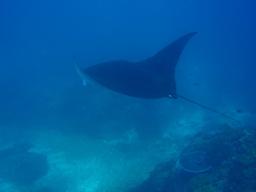 mayumi_kojima's profile picture. *東京在住
*出版社の裏方仕事に没頭7年目
・会社を通じて社会貢献推進中
*バリ島でマリンスポーツの会社を作り
軌道に乗った所で　現地の子達へバトンタッチ
*只今インドネシア語を猛勉強（インドネシア語日記も奮闘）　
*そして　スキューバーダイビングでバリ島の海まわり中