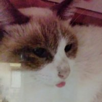 💖TokyoRose💖 (@tokyoro45060741) 's Twitter Profile Photo 💖TokyoRose💖 (@tokyoro45060741) 's Twitter Profile Photo