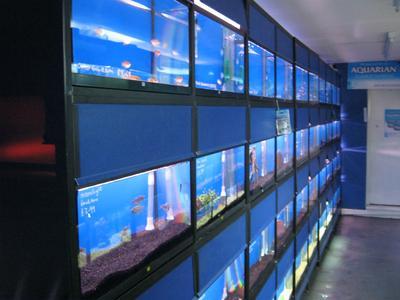 The Aquatic Store
28 North Street
Bedminster
BS3 1HW

Tel: 01179 639120

Bedminster’s only dedicated Fish Shop!