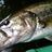 bassbug777's profile image