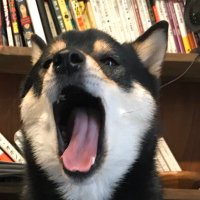 ディストピアしんじカオス (@mameshibal) Twitter profile photo