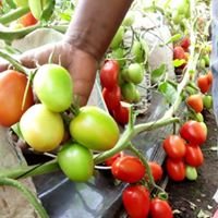 Soilless agriculture , HYDROPONICS international Expert, Ingénieur en Énergétique.
NFT WEB3.0. CRYPTO