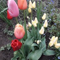 MurrayMrs (@murraymrs1) 's Twitter Profile