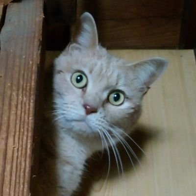 morokoshi_r's profile picture. 教習所で働いています。指導員＆検定員ですが閑散期は社内SE、メカニック、電気屋がメインです。(ΦωΦ)好き。バイクが趣味ですが…大きいバイクは持ってません。