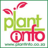 saplants's profile picture. SA’s definitive online ornamental plant information source. Enjoy hours of fun factual garden, landscaping and plant information, articles, videos and advice.