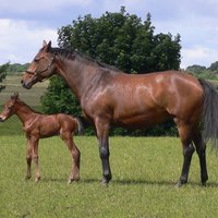 Graeme Malone (@g__malone) 's Twitter Profile