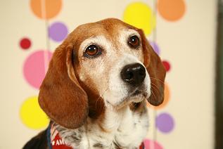 ＫPOP好きで～こよなく愛犬らんらんを愛してます