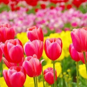 tepun3's profile picture. 幼稚で変態なキモ夫と戸籍だけの夫婦関係❄️かぁさん大好きキモ夫❄️義母も大嫌い💩同居じゃないけど徒歩圏に義父母🏠愚痴吐き出しアカ🧊再婚同士でまた失敗😣フォロー&いいね失礼します❄️無言フォローも大歓迎です❄️私の人生に春は来ない