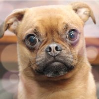 WTF Mutt (@sofakingmental) 's Twitter Profile