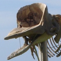 lhajcauchy's profile picture. 