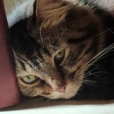 wongcilike's profile picture. Kuli Bangunan