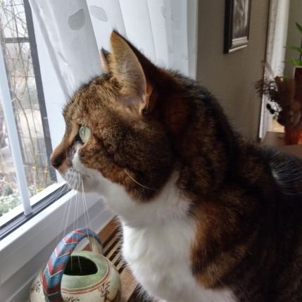 Jack: I am a tabby cat. My brother Joe unfortunately already died. I love treats, exploring the neighborhood and the garden, cuddles and sleeping.