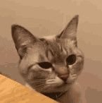 multa_ii's profile picture. 