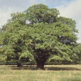 Pésimo Deudor es el que insulta a su acreedor:  Todo es un préstamo de la naturaleza.