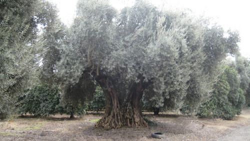 Plantbigtrees's profile picture. Plant procurement for the landscape industry in Claifornia.